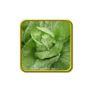  Sugar Loaf   Jumbo Endive Seed Packet (1000) Patio, Lawn 