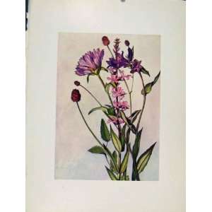  Campanula Lythrum Poterium Sketch Flowers Plant Print 