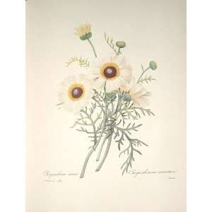  Redoute Botanical Print #22 Three Colored Daisy 