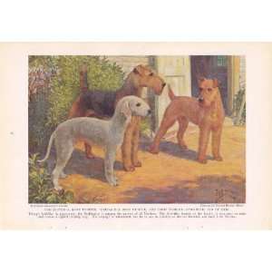   Irish Terrier Edward Herbert Miner Vintage Dog Print: Everything Else