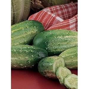  The Cooks Garden   Cucumber, Sumter Organic: Patio, Lawn 