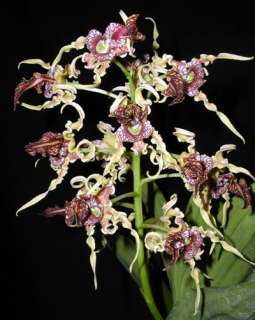 Dendrobium spectabile Species Orchid Plant  