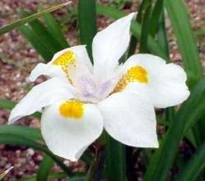 Dietes bicolor Lemon Drop 15 seeds  