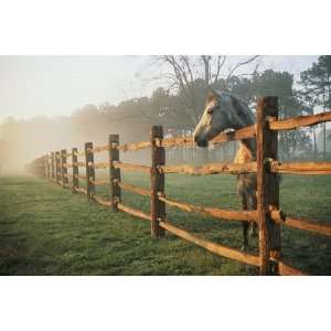  National Geographic, Horse at Fence, 20 x 30 Poster Print 