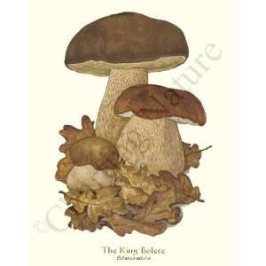   Mushroom Print King Bolete   Boletus edulis