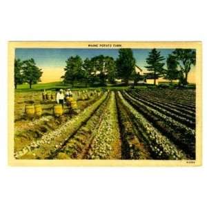  Maine Potato Farm Linen Postcard Picking Taters 
