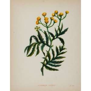 1902 ORIGINAL Botanical Print Common Tansy Tanacetum   Original Print