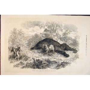  Sketches South Africa Lion Dead Elephant Men Print 1874 