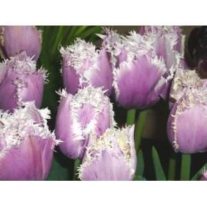  Blue Heron Fringed Tulip Seed Pack Patio, Lawn & Garden