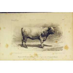  Race Bretonne Cattle 1852 French Lithograph Old Print 