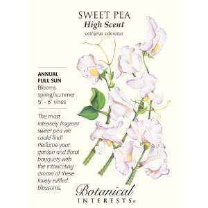  High Scent Sweet Pea Seeds   3 grams   Annual: Patio, Lawn 