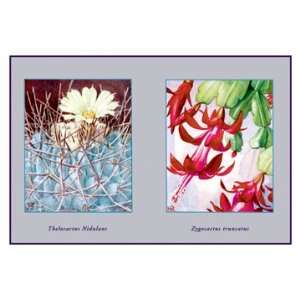  Thelocactus Nidulans 24X36 Giclee Paper