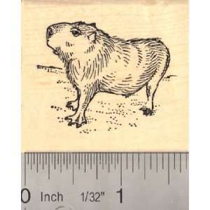  Capybara Rubber Stamp: Arts, Crafts & Sewing