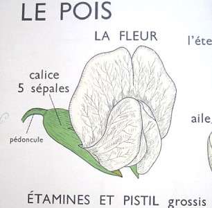 French Vintage School Poster Rose Flower Bud Botanical Garden  