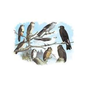 Femerol & Richardsons Falcons Isabella Hawk Acadian Owl 12x18 Giclee 