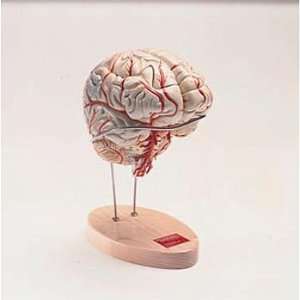 Denoyer Geppert Deluxe Human Brain with Arterial Blood Supply Model 