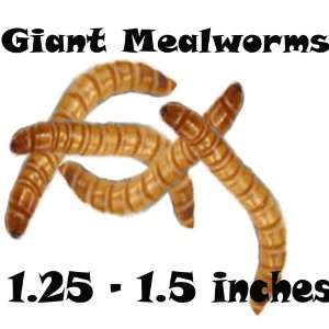  500ct Live Giant Mealworms Reptile, Best Bait, Bluebirds 