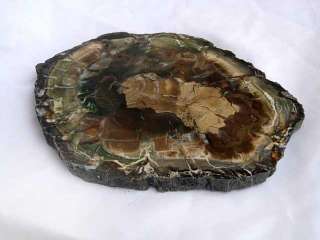 Petrified Wood Slice 9 10 (22 25cm) Fossil Cheese Tray  