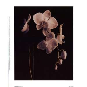  Orchid Study II by Dianne Poinski 10x12