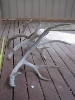 Droptine sheds..Mule Deer..COLLECTORS L@@K.. whitetail elk moose 