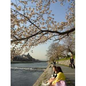  Girls Sitting on Banks of Kamogawa River Watching Cherry 