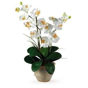  Cream Double Stem Phalaenopsis Silk Orchid Arrangement 