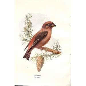  Crossbill By A Thorburn Wild Birds Print 1903