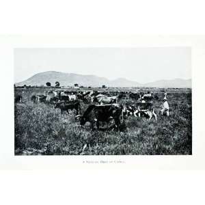  1907 Print Cow Cattle Livestock Mexico Herd Farmer Field 