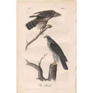  Gos Hawk   Original Audubon 1st Edition Octavo