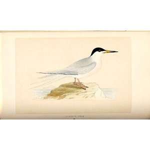  H/C British Birds 1St Ed Morris Roseate Tern 314
