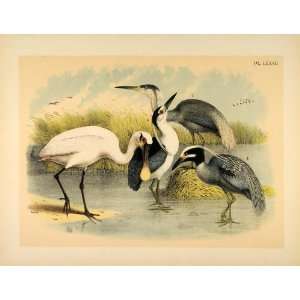  1881 Chromolithograph Roseate Spoonbill Night Heron 