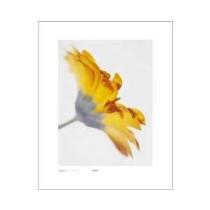    Gerbera, Bright Yellow On Whit Poster Print: Home & Kitchen