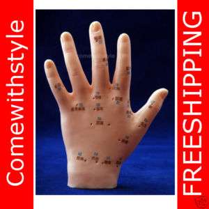 Acupuncture Human Hand Study Display Model 5 and Guide  