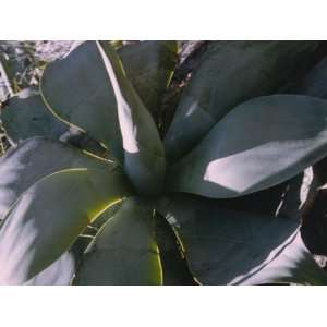   tropical house plant seeds frost hardy: Patio, Lawn & Garden