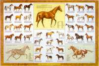 Equine Guide to Horses Wall Chart LFA #2544P Paper  