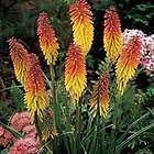   POKER`~Stricking Accent Plants~Red/Orange/Pale Yellow~15 seeds Fresh