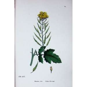  Botany Plants C1902 White Mustard Brassica Alba Colour 