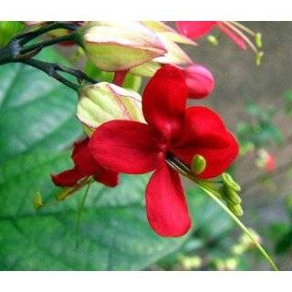 Red Bleeding Heart Vine Plant   Clerodendrum   Indoors / Out