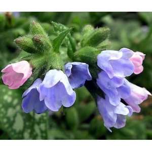   Pulmonaria Lungwort Plant   Pink to Blue Patio, Lawn & Garden