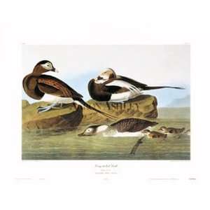  Long Tailed Duck by John Woodhouse Audubon 30x23 Toys 