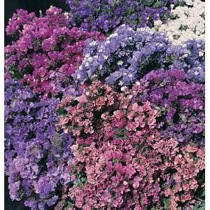  Davids Flower Statice Pacific Mix 100 Seeds per Packet 