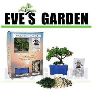 Fathers Day Special Sale Bonsai Tree Starter Kit, Japanese Juniper, 2 