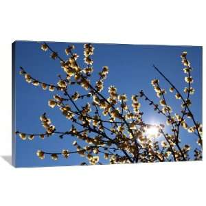  Winter Sweet Flowers with Sun   Gallery Wrapped Canvas 