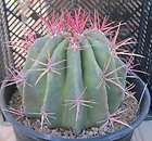   Baja Miniature Barrel Cactus 50 items in Cactusbylin 