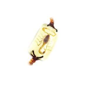 Real Genuine Scorpion Bug Insect in Lg Lucite Bracelet 