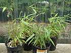   OF 4 FARGESIA RUFA CLUMPING BAMBOO STARTER PLANTS   25 PRIVACY SCREEN