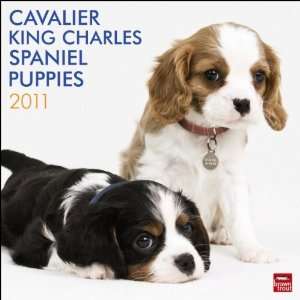  Cavalier King Charles Spaniel Puppies 2011 Wall Calendar 