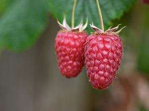 Tulameen Raspberry Plant Very late Summer Large Berry Zones 6 9  