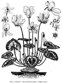 Art Nouveau Design Book Studies in Plant Form & Design  
