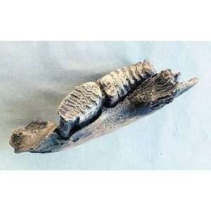  Replica Fossil Juvenile Woolly Mammoth Jaw Toys & Games